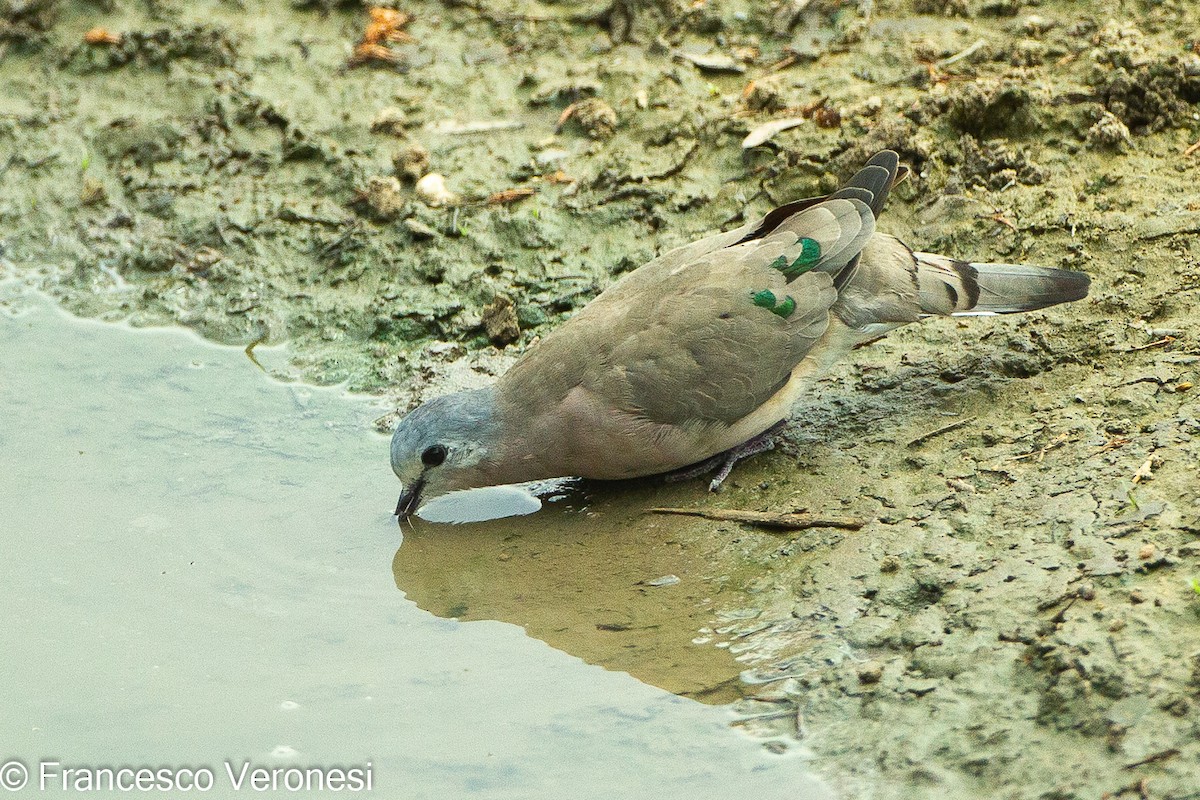 Emerald-spotted Wood-Dove - ML461711991