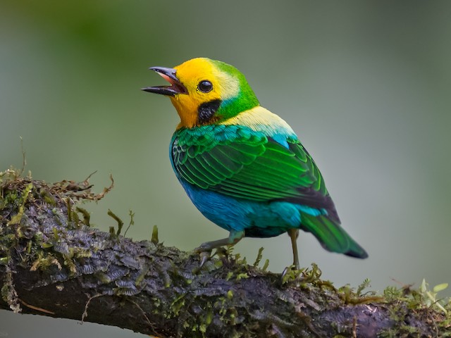 Photos - Multicolored Tanager - Chlorochrysa nitidissima - Birds of the World