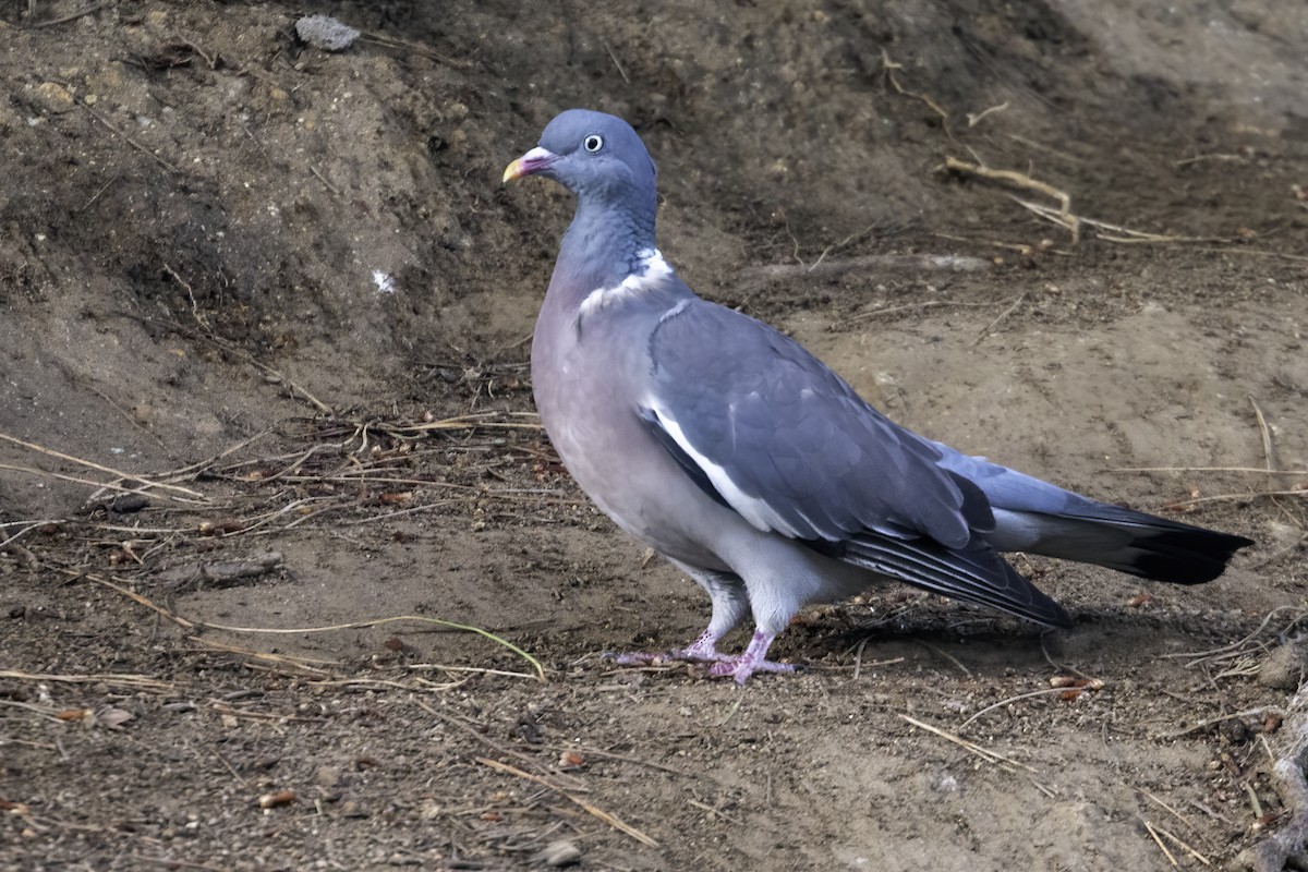 Common Wood-Pigeon - ML461714351