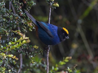  - Golden-crowned Tanager