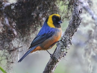  - Golden-collared Tanager