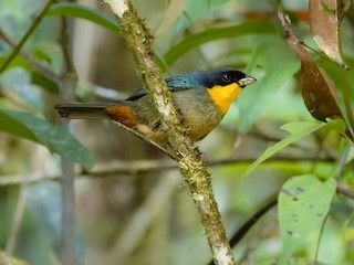  - Yellow-throated Tanager