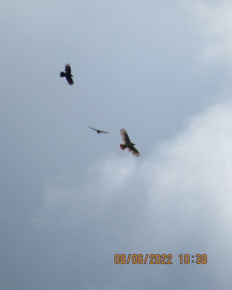 New York Breeding Bird Atlas Checklist 8 Jun 2022 Jamestown School