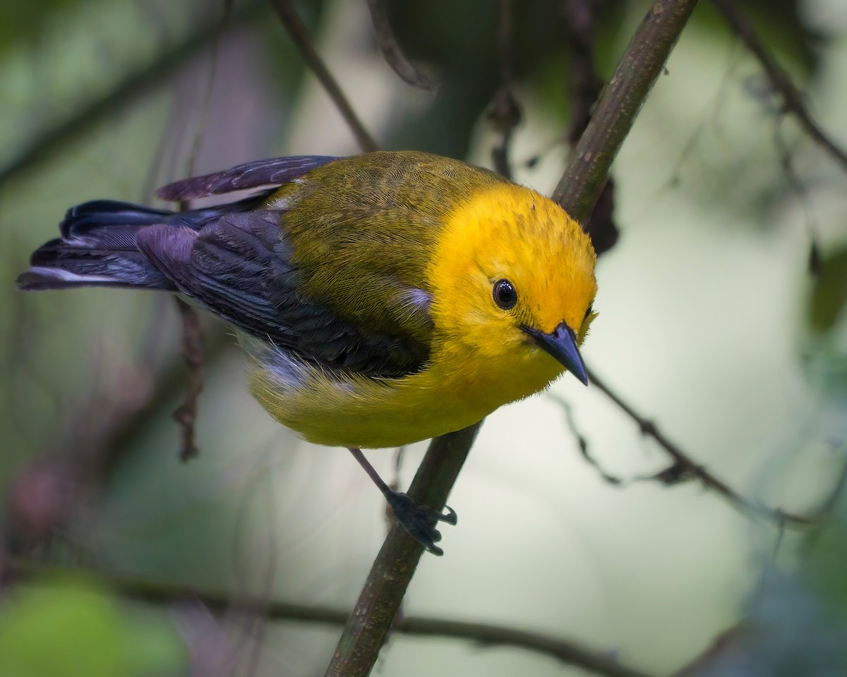 Prothonotary Warbler - ML461724391