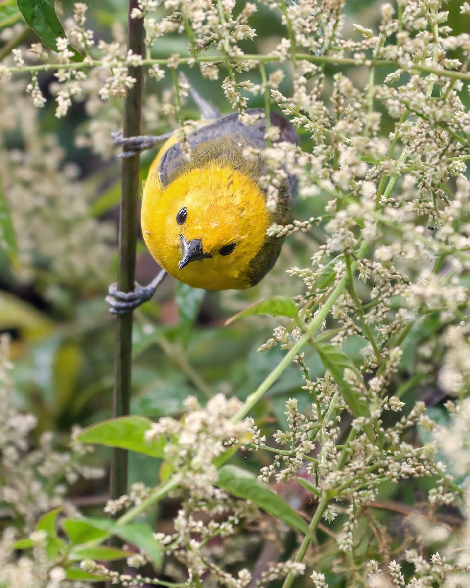 Prothonotary Warbler - ML461724401