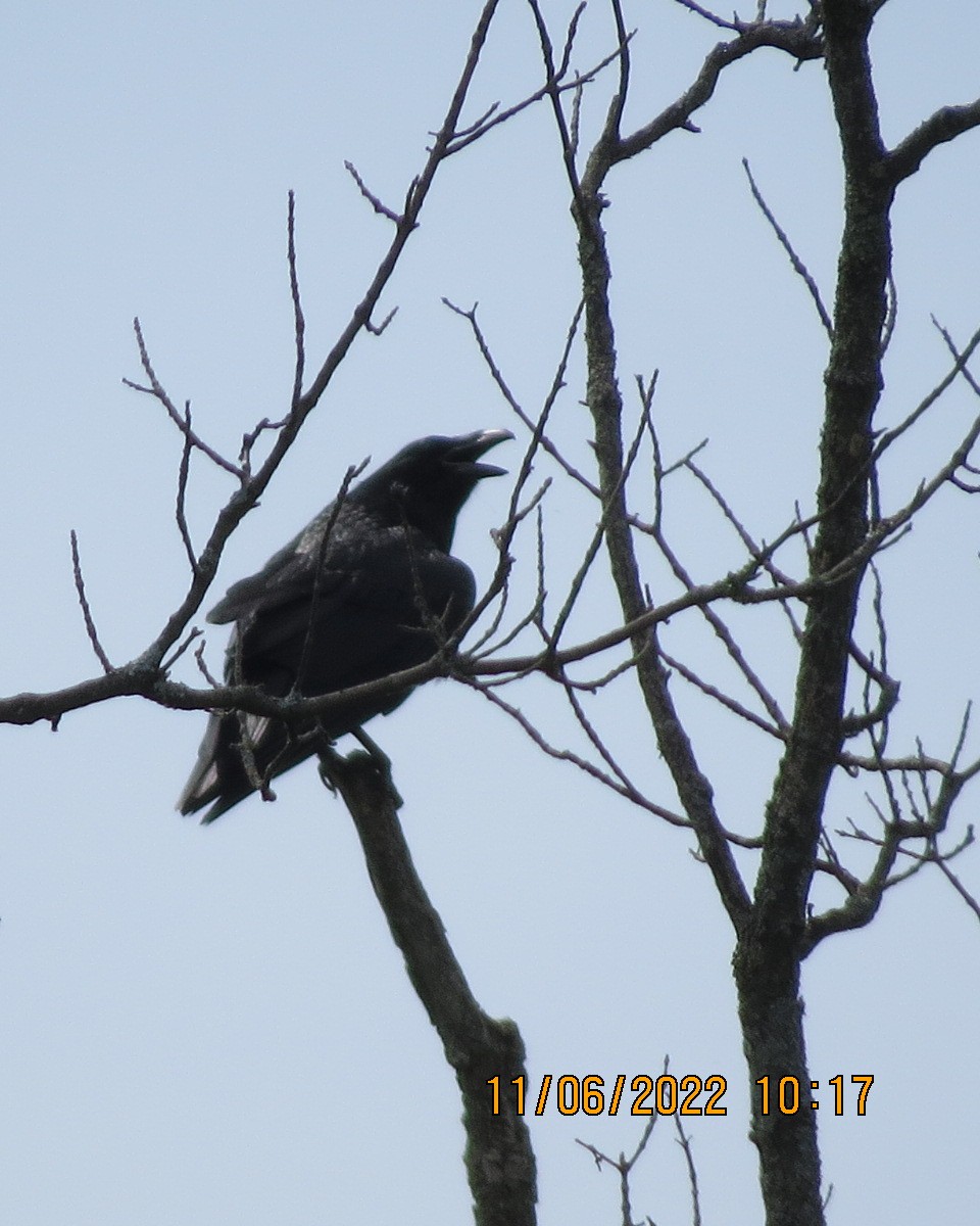 Common Raven - ML461727831