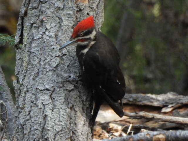 Pileated Woodpecker - ML461731571