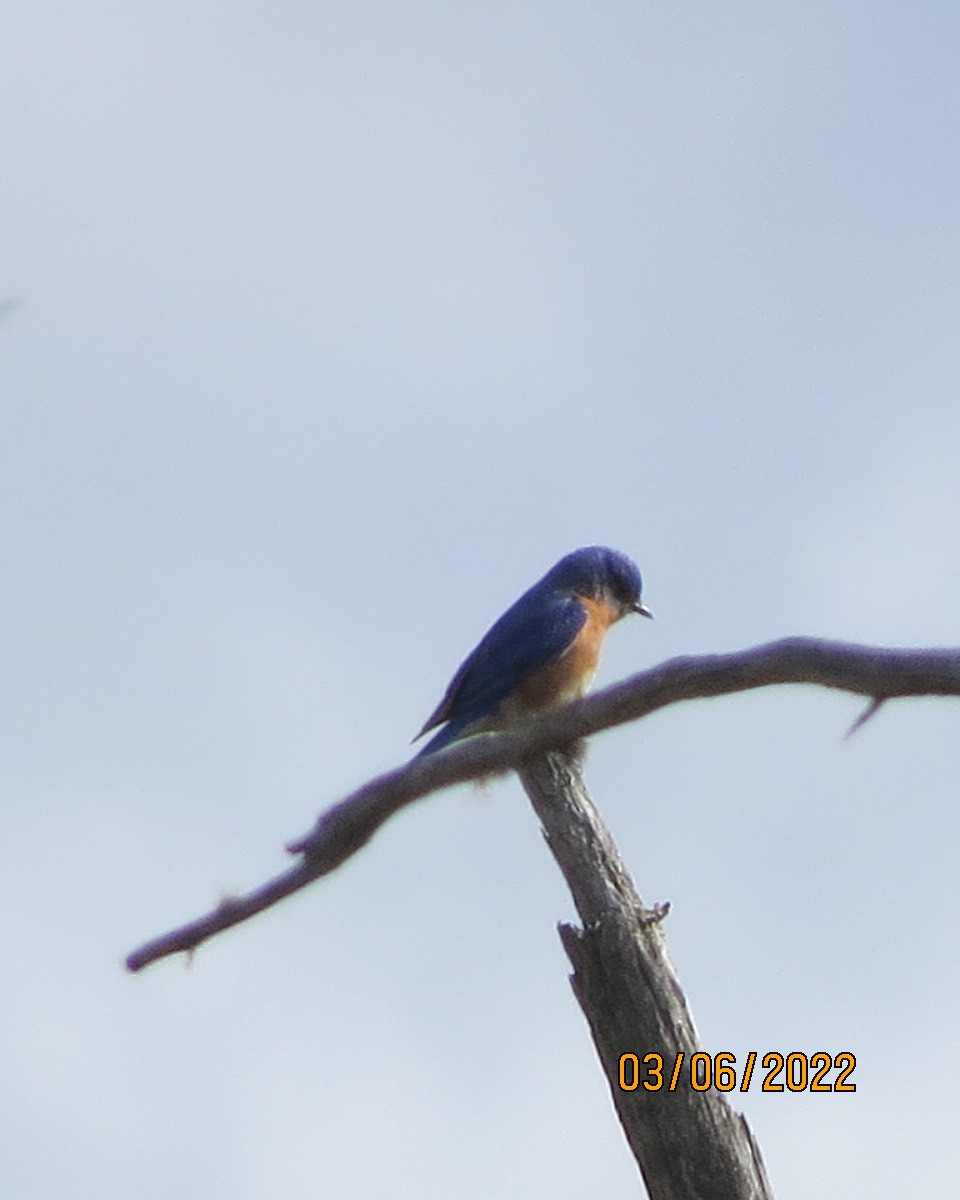 Eastern Bluebird - ML461734101