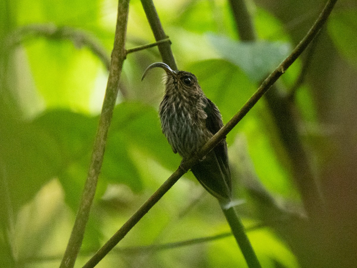 White-tipped Sicklebill - Will Knowlton