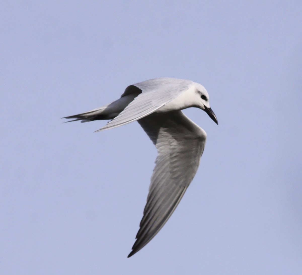 Gull-billed Tern - Jorge Montejo