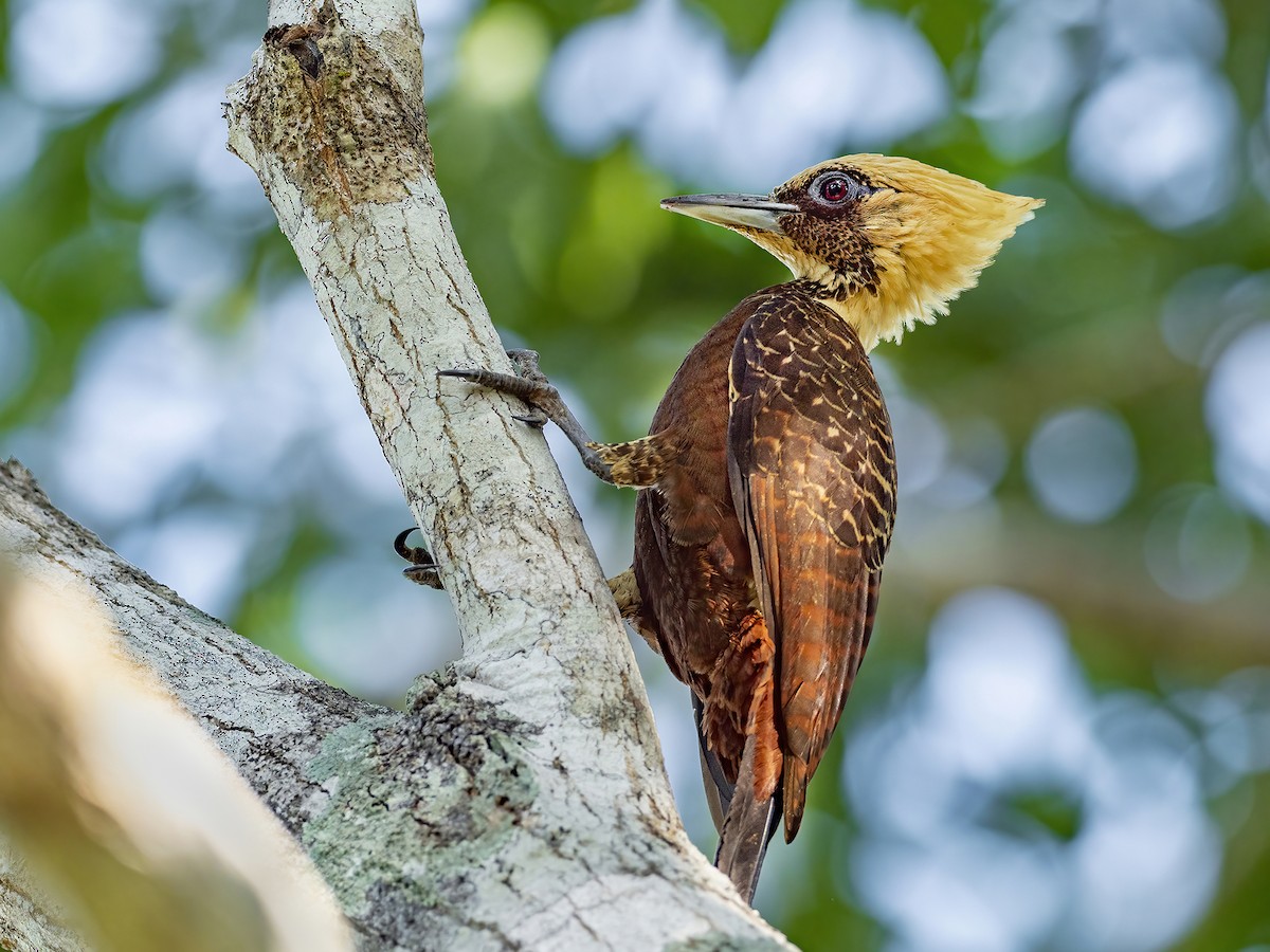 Pale-crested Woodpecker - ML461757641