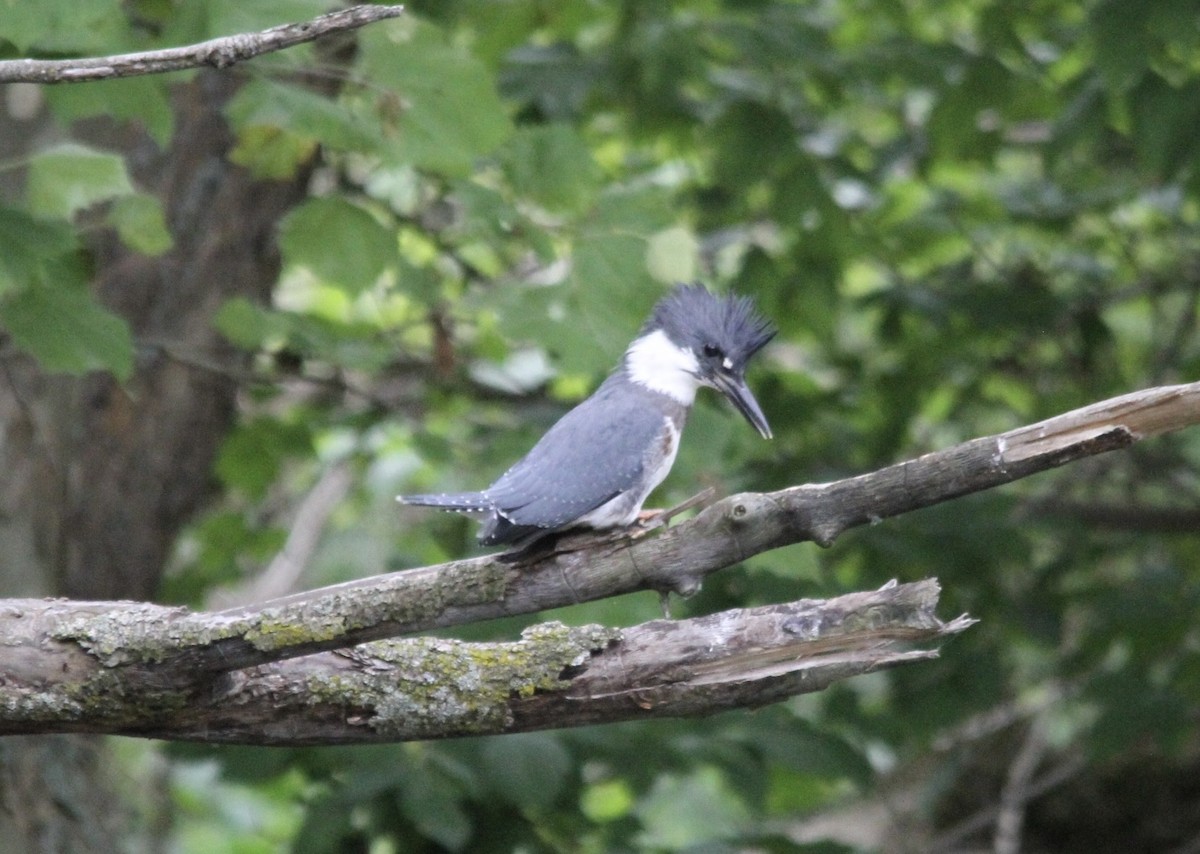 Belted Kingfisher - ML461760821