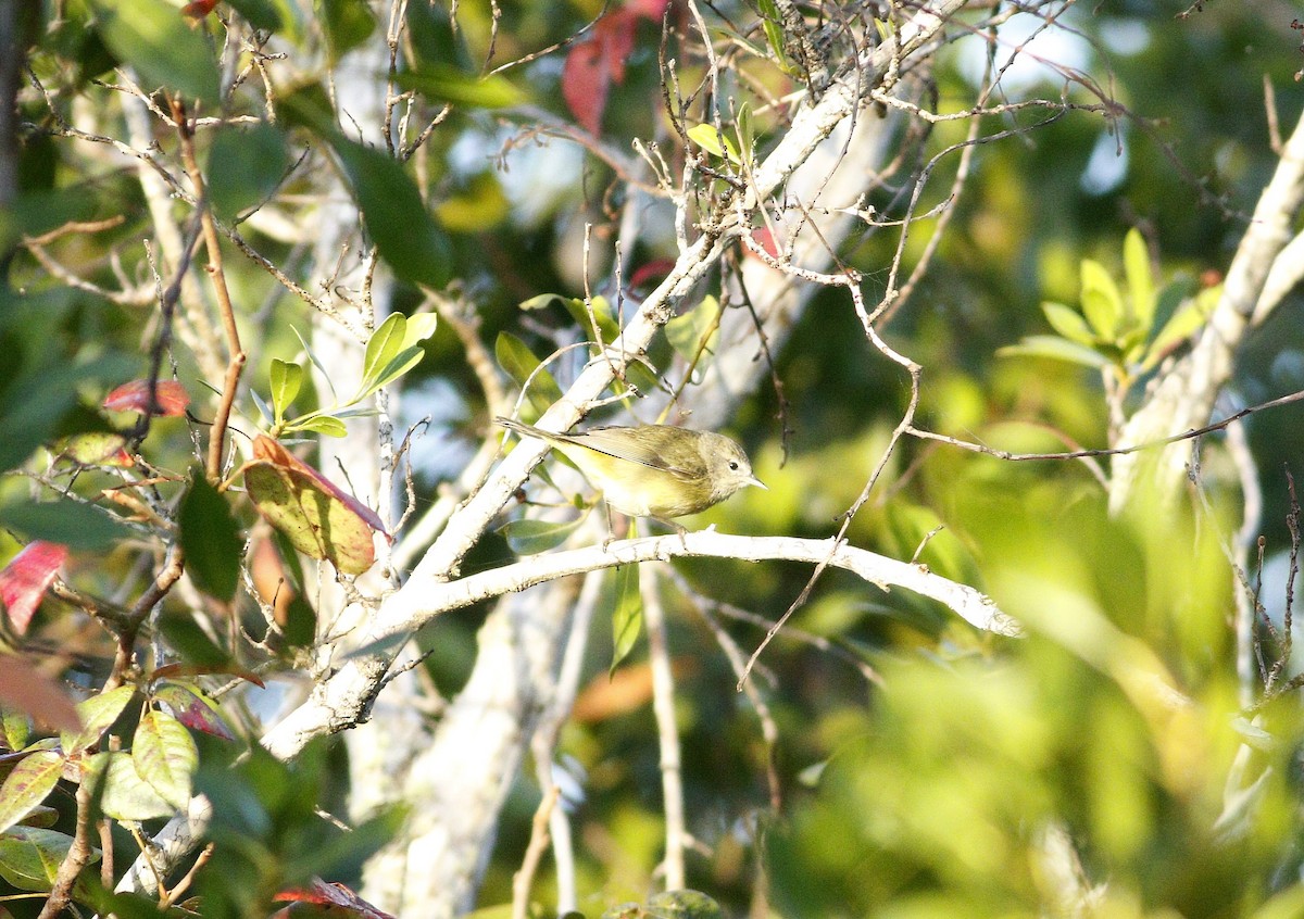 Orange-crowned Warbler - miriam avello