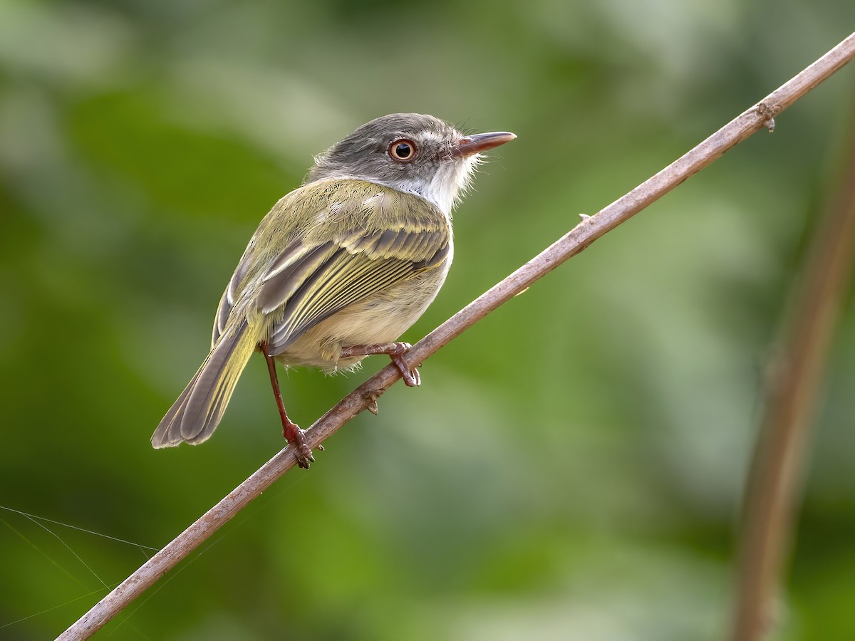 Pearly-vented Tody-Tyrant - ML461763581