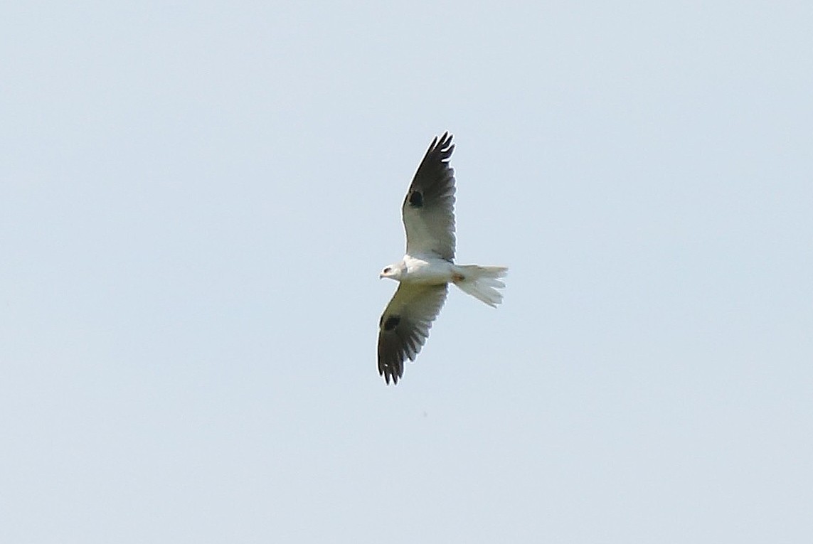 White-tailed Kite - ML46176431