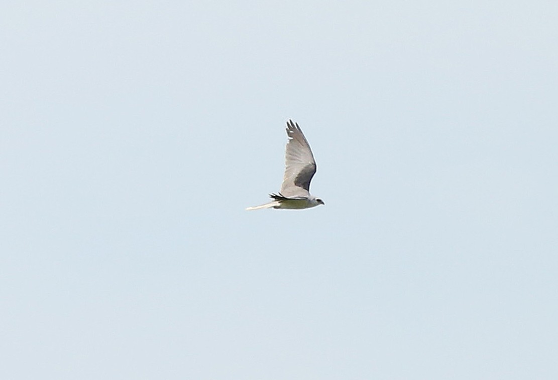 White-tailed Kite - ML46176491
