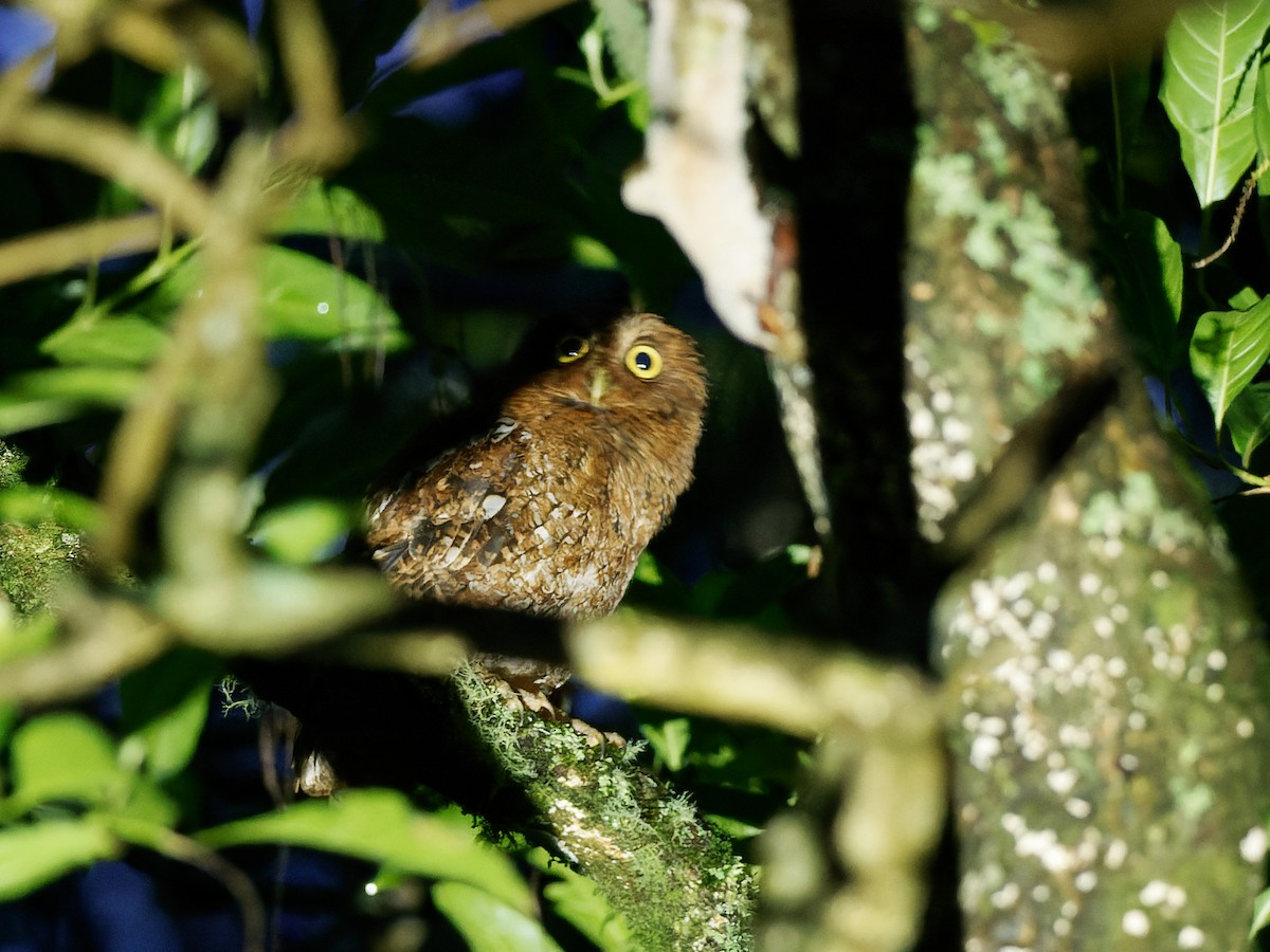 Bare-shanked Screech-Owl - ML461772681