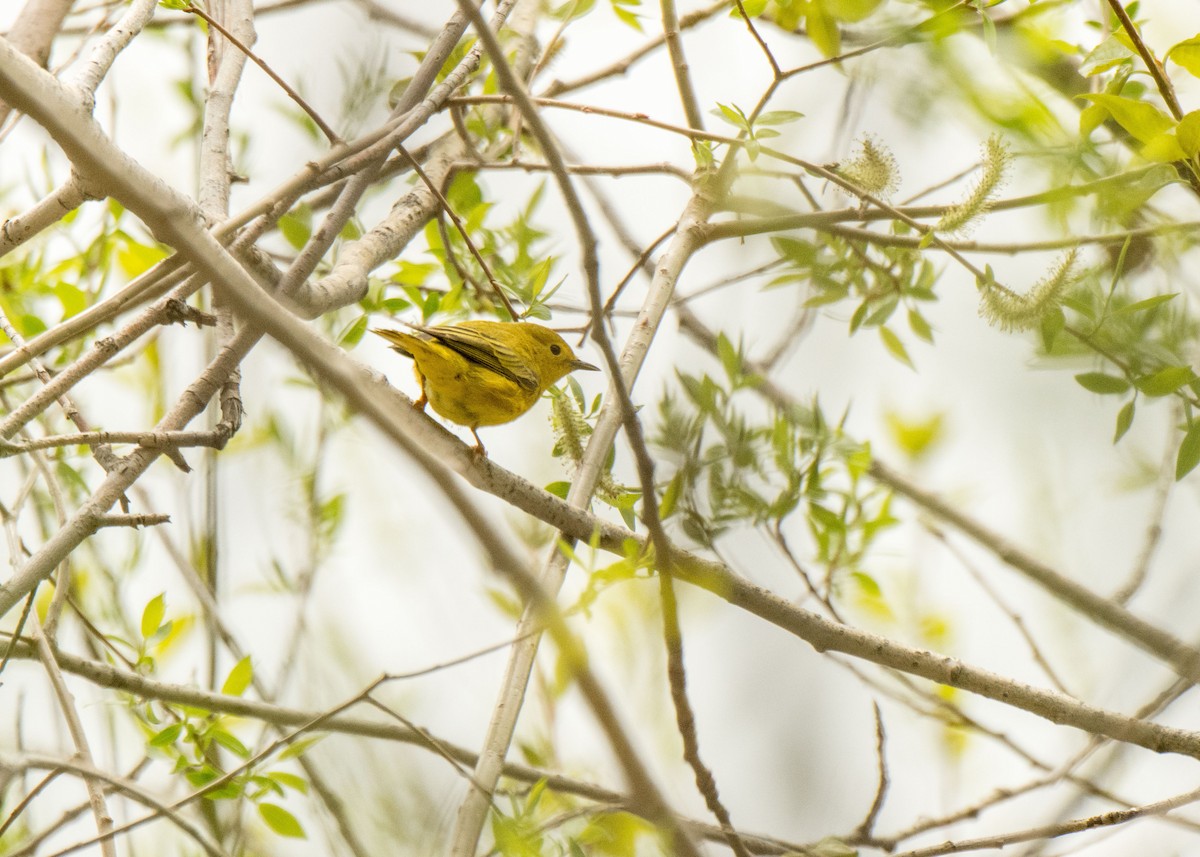 Yellow Warbler - Ernest Rowley