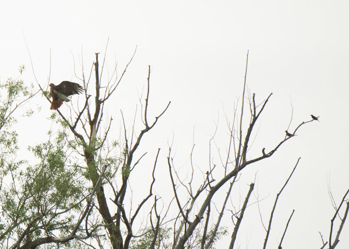 Red-tailed Hawk - ML461779261