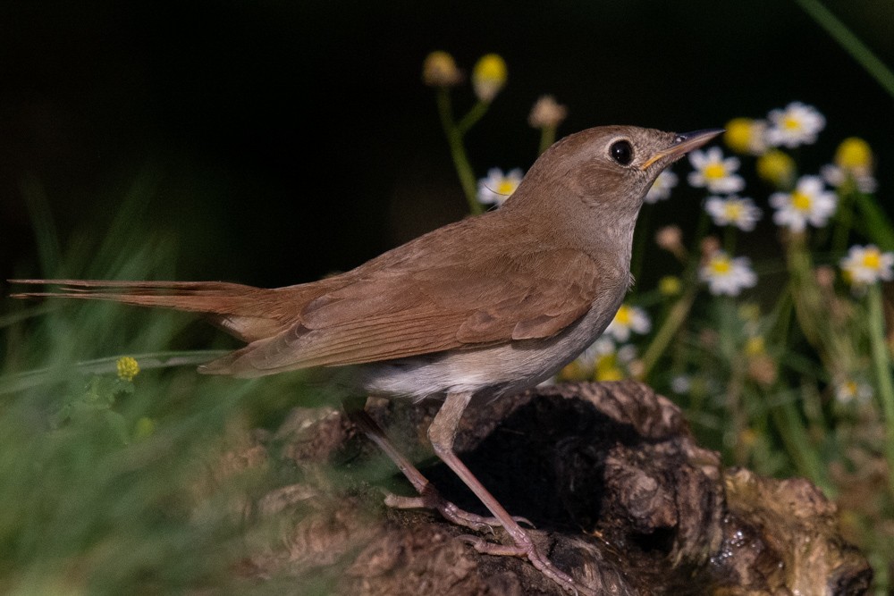 Common Nightingale - Pauline Yeckley