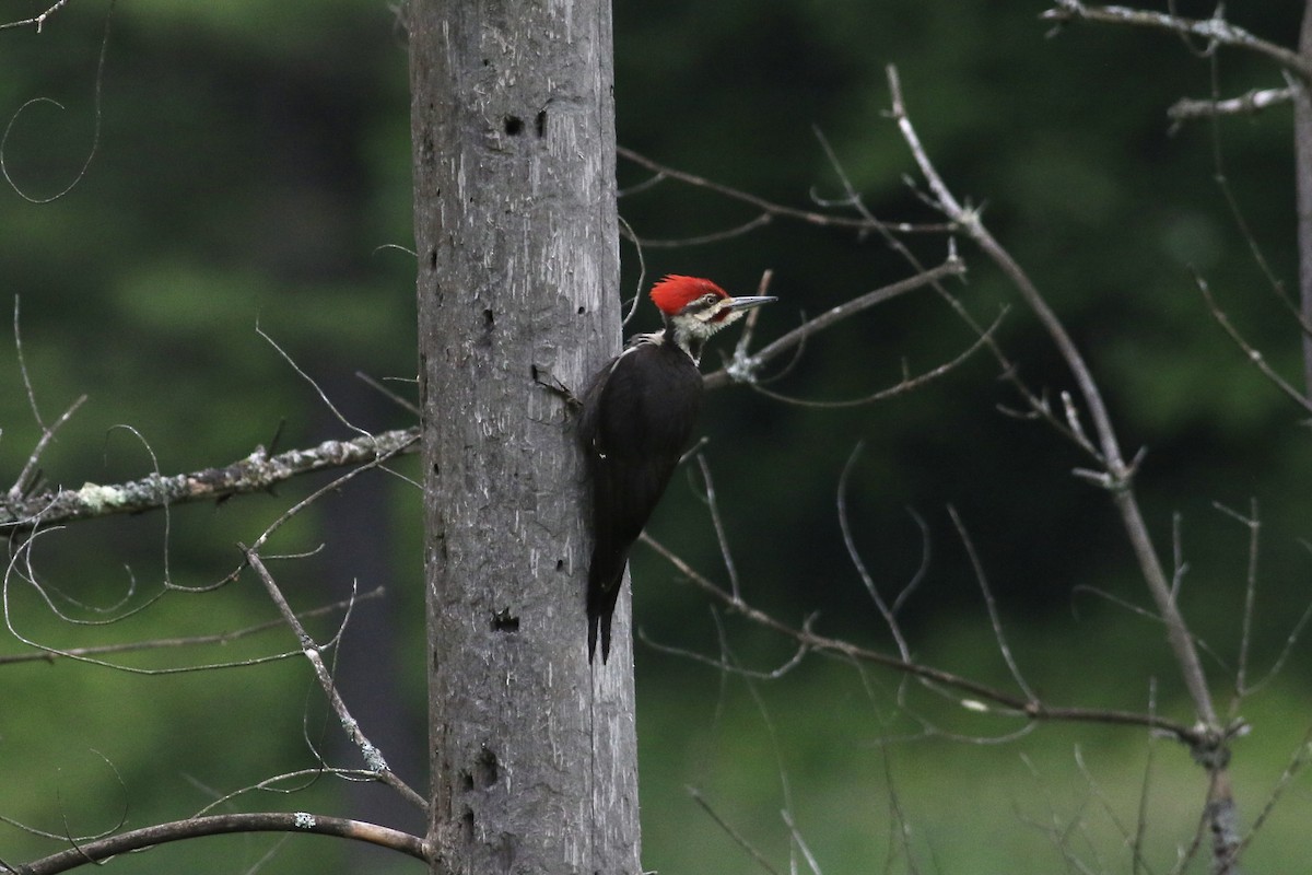 Pileated Woodpecker - ML461781691