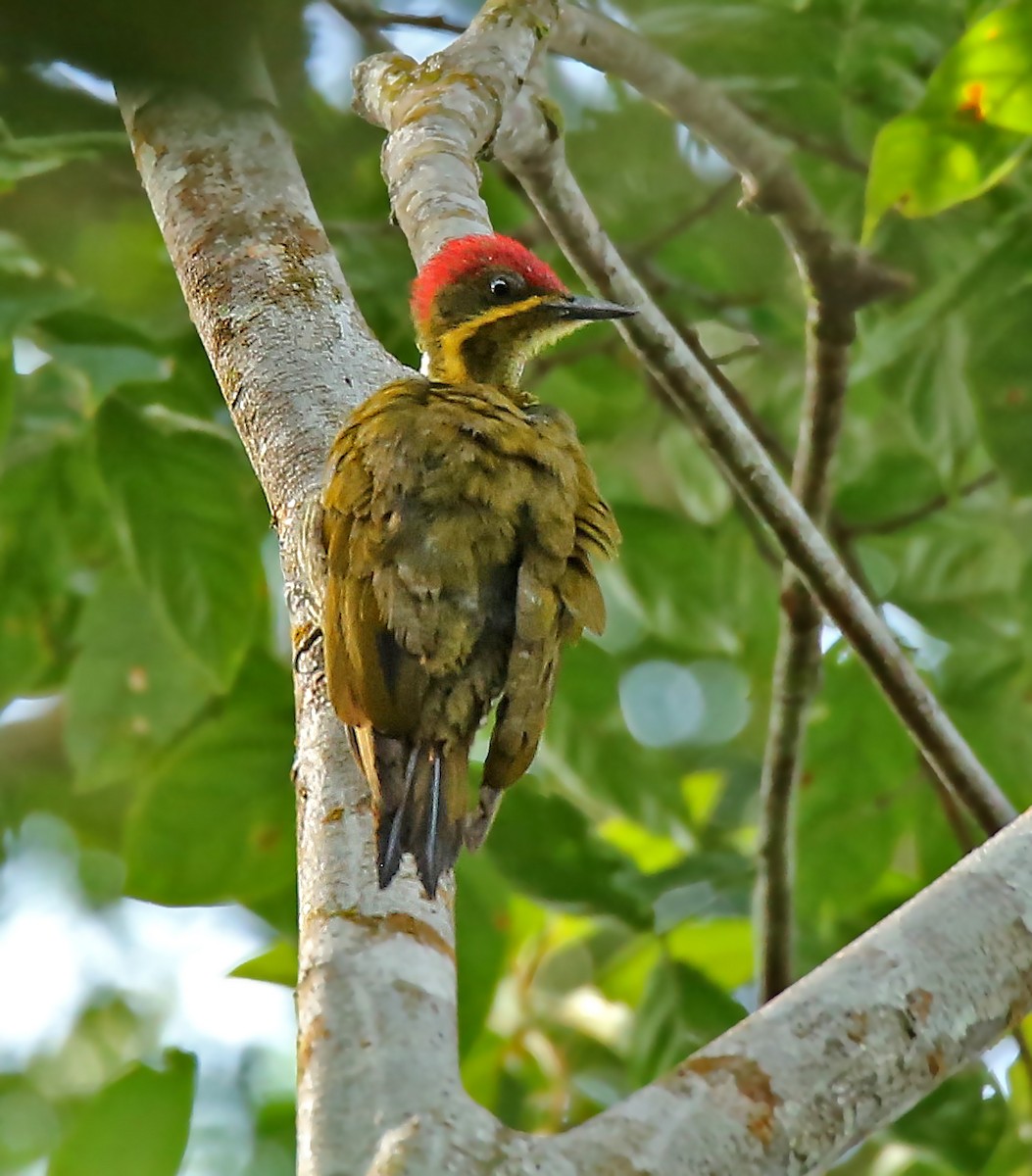 Golden-green Woodpecker - Roger Ahlman