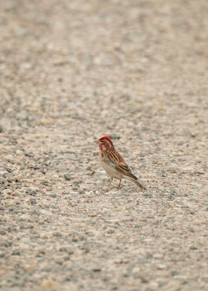 House Finch - Ernest Rowley