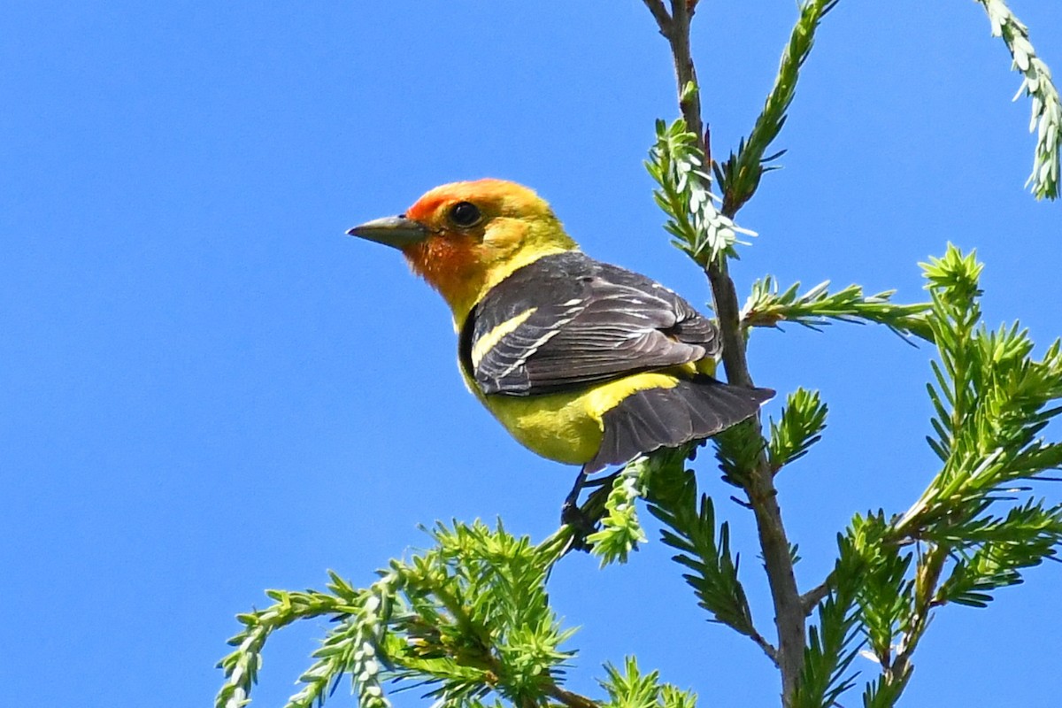 Western Tanager - ML461782491