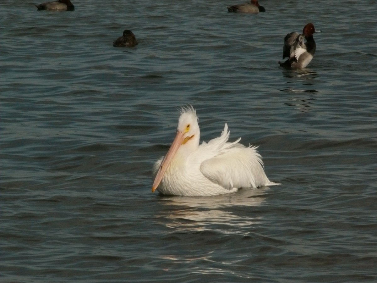pelikán severoamerický - ML461789531