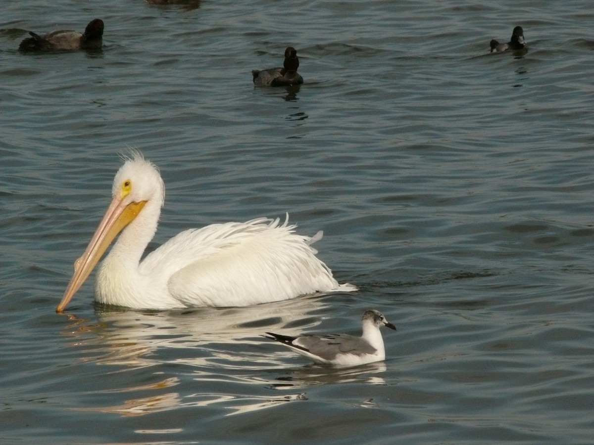 pelikán severoamerický - ML461789571