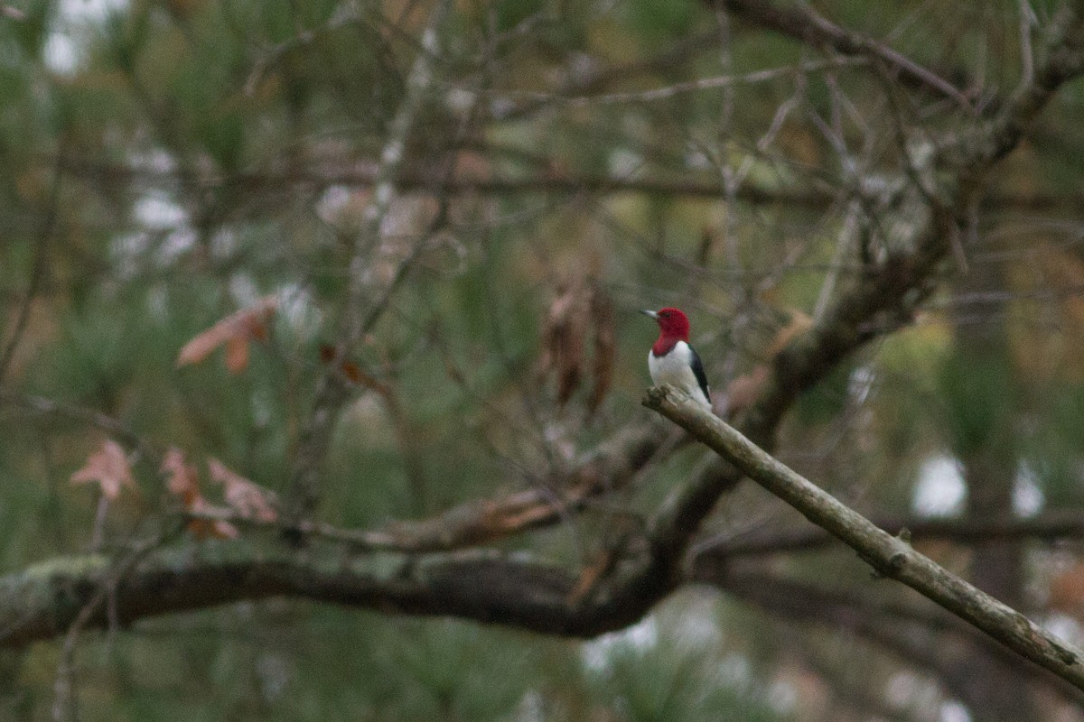Red-headed Woodpecker - ML46178991