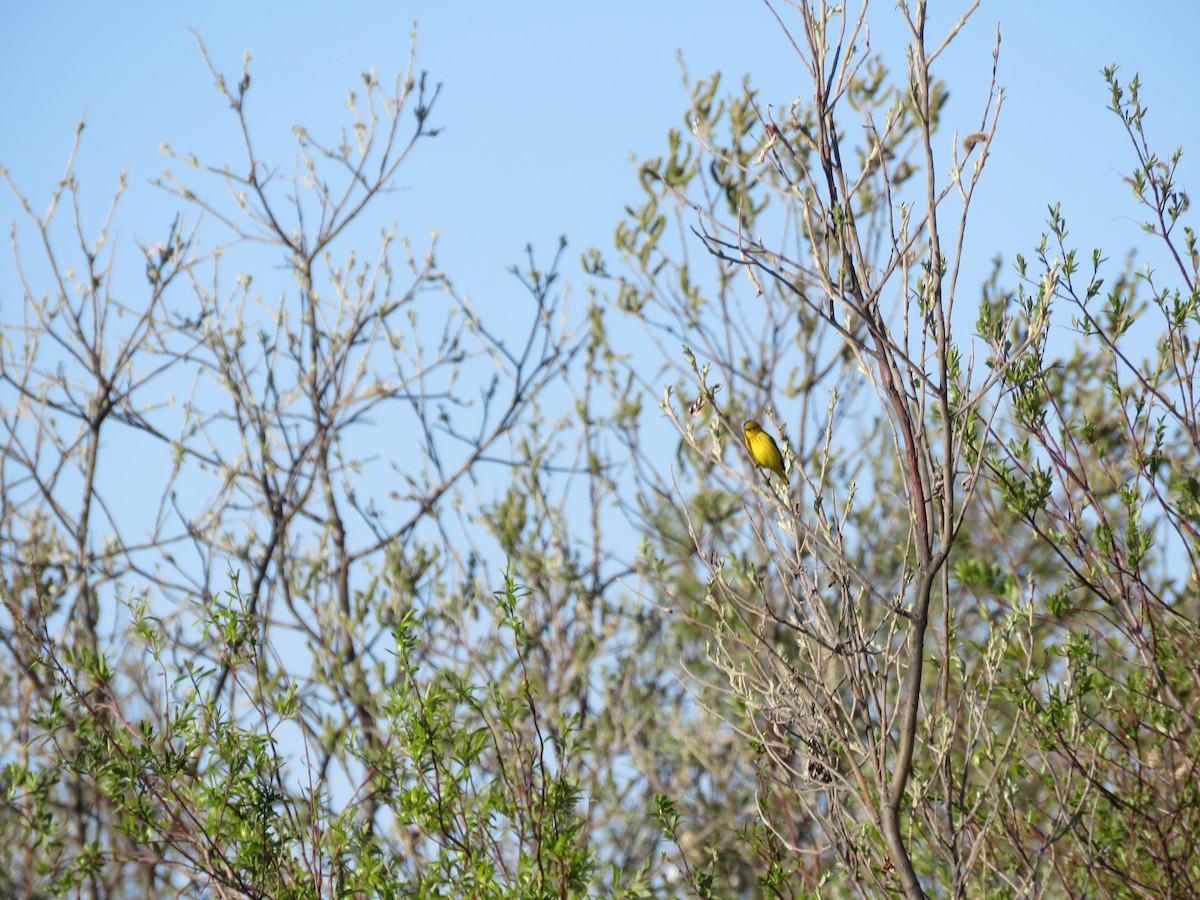 Yellow Warbler - ML461793511