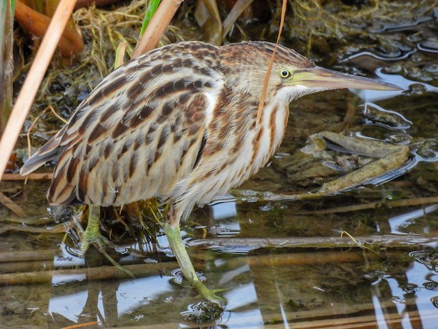 Immature Yellow Bittern (<em class="SciName notranslate">Ixobrychus sinensis</em>). - Yellow Bittern - 