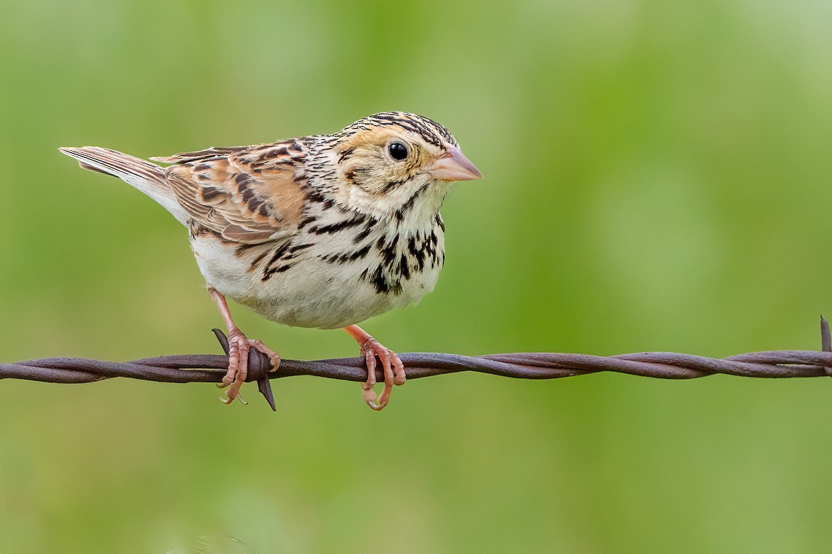 Baird's Sparrow - ML461796021