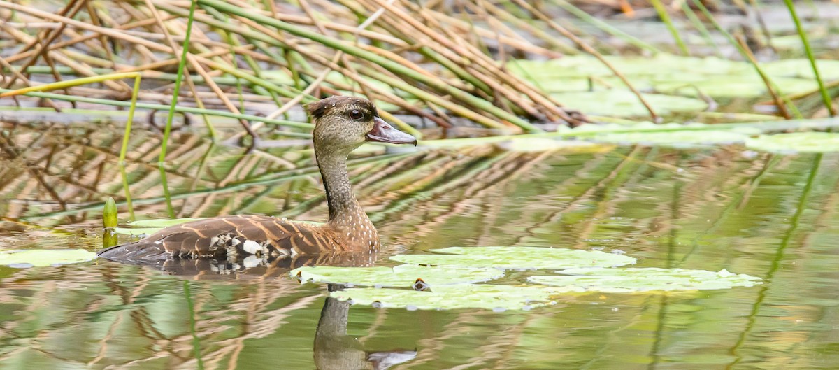 Spotted Whistling-Duck - ML461796211