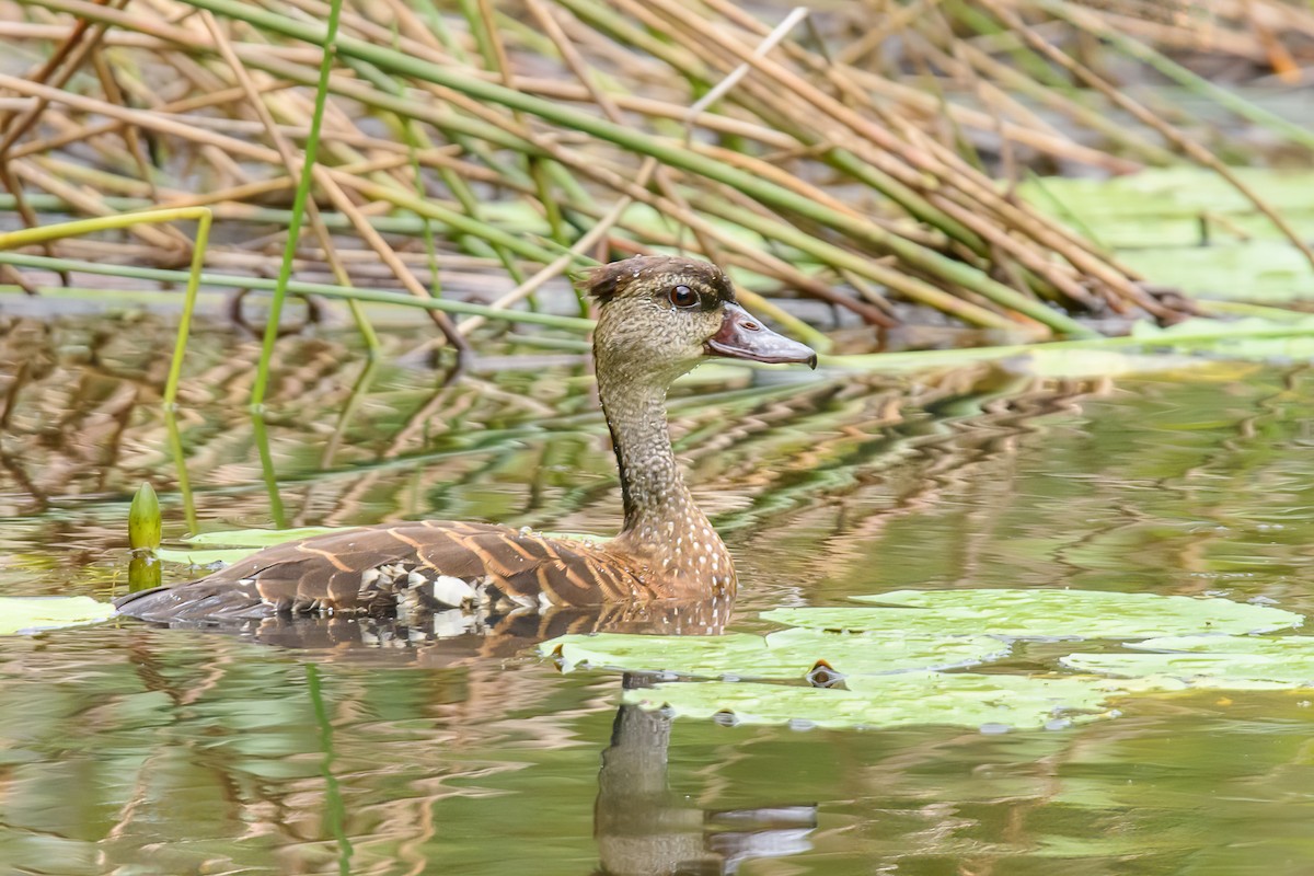 Spotted Whistling-Duck - ML461796251