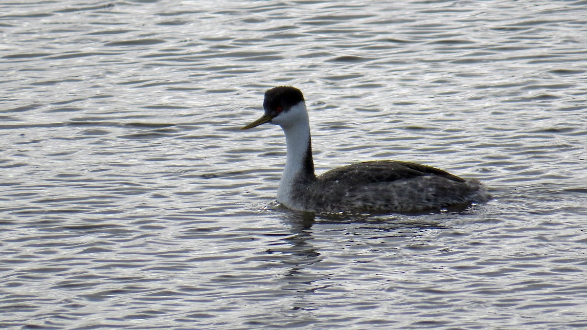 Western Grebe - Fred Peters