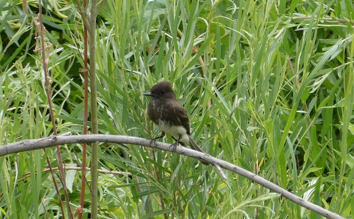 phoebe sp. - eBird