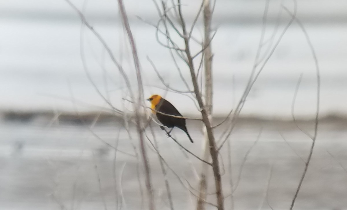 Yellow-headed Blackbird - Steven Nelson