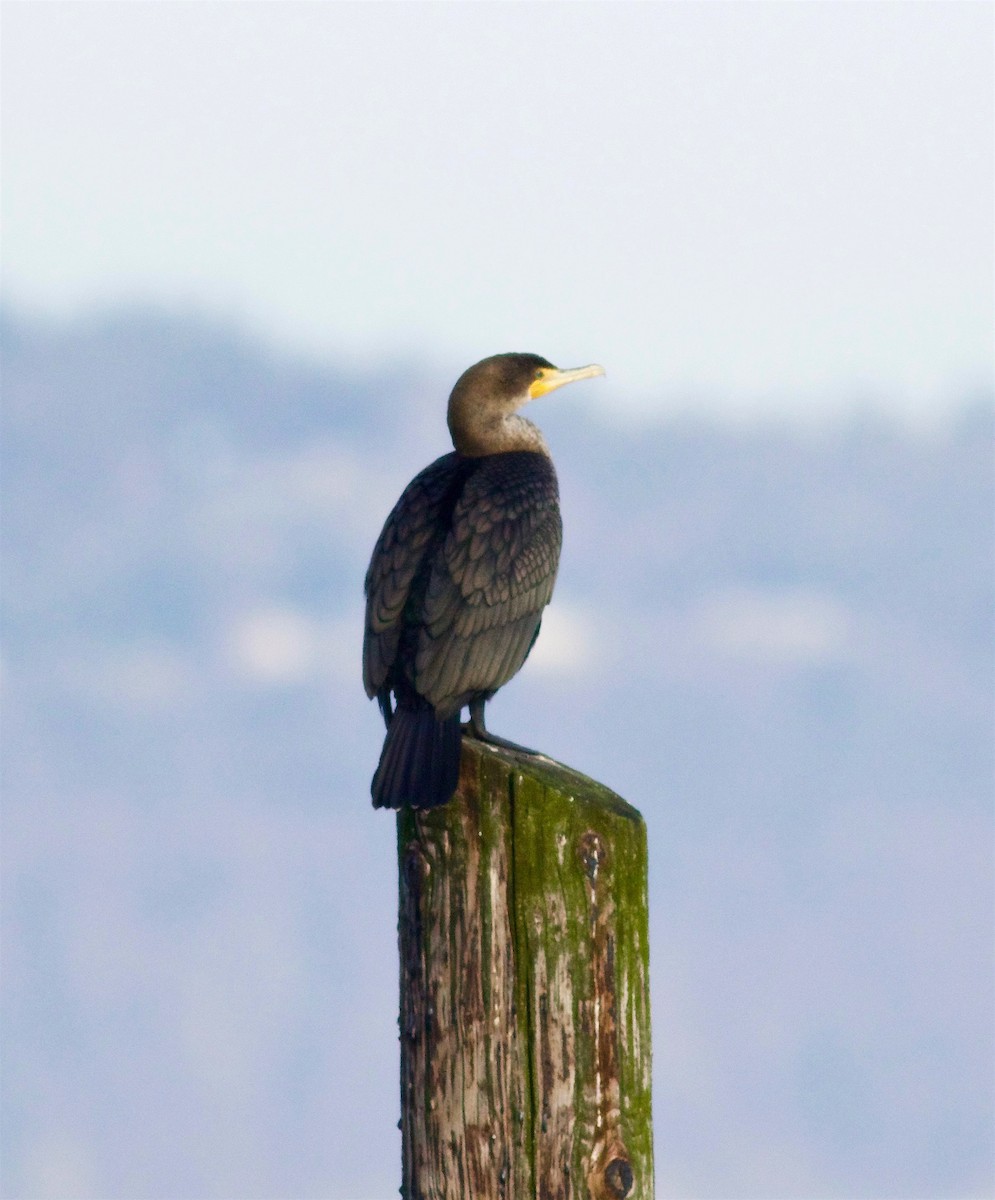 Double-crested Cormorant - Kathryn Keith