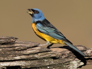  - Blue-and-yellow Tanager