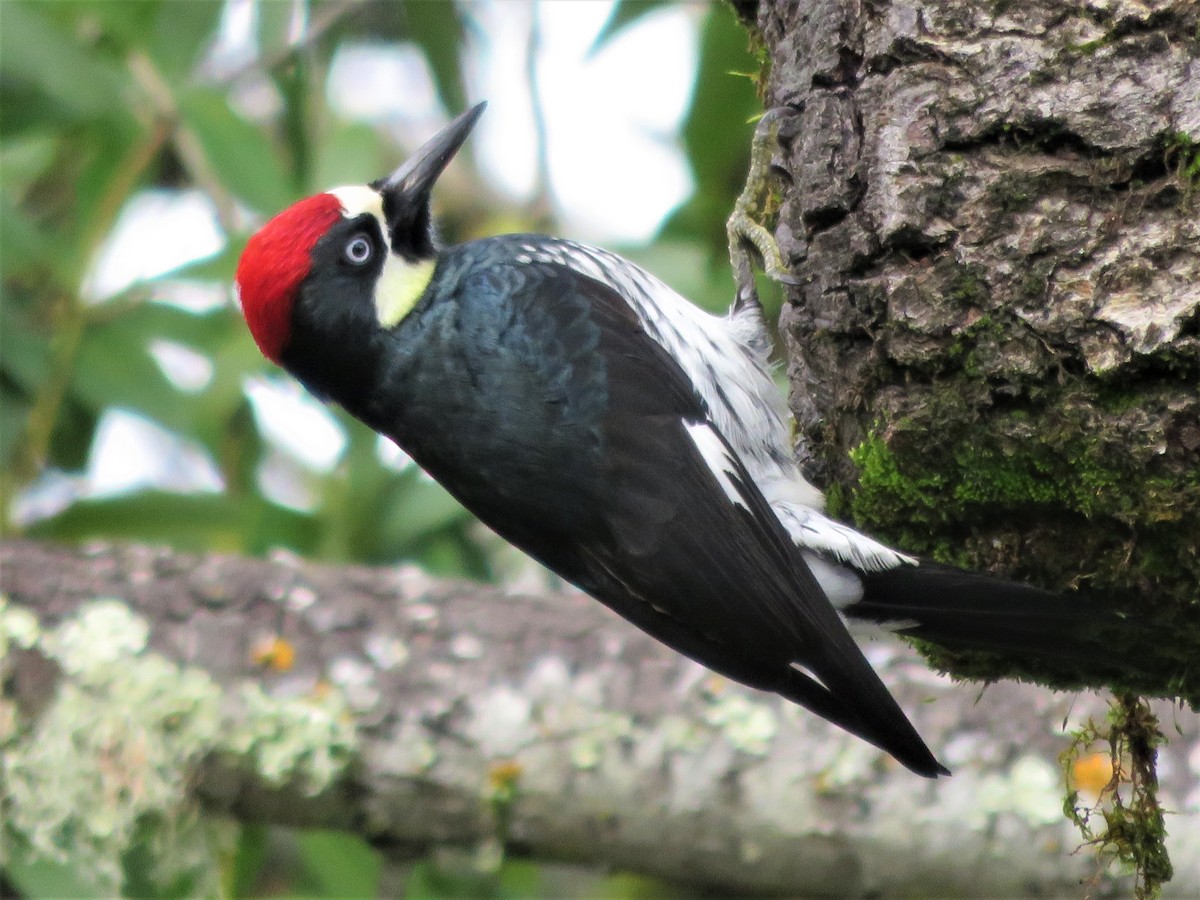 Acorn Woodpecker - ML46180261