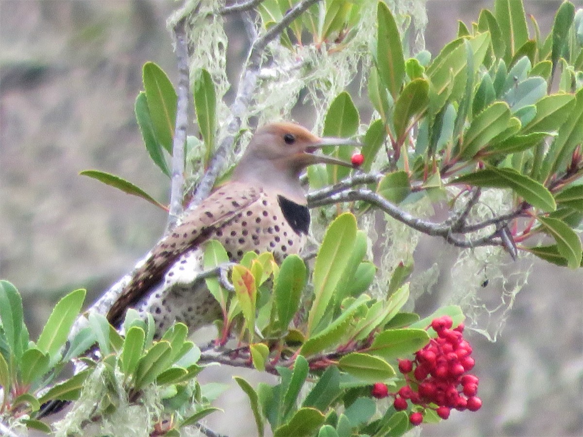 Northern Flicker (Red-shafted) - ML46180291