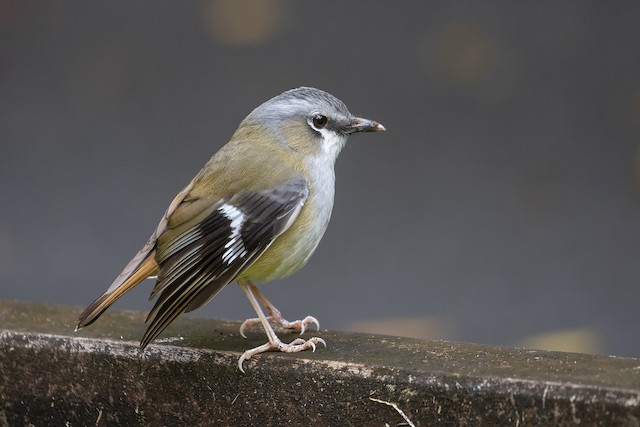 Grey-headed Robin