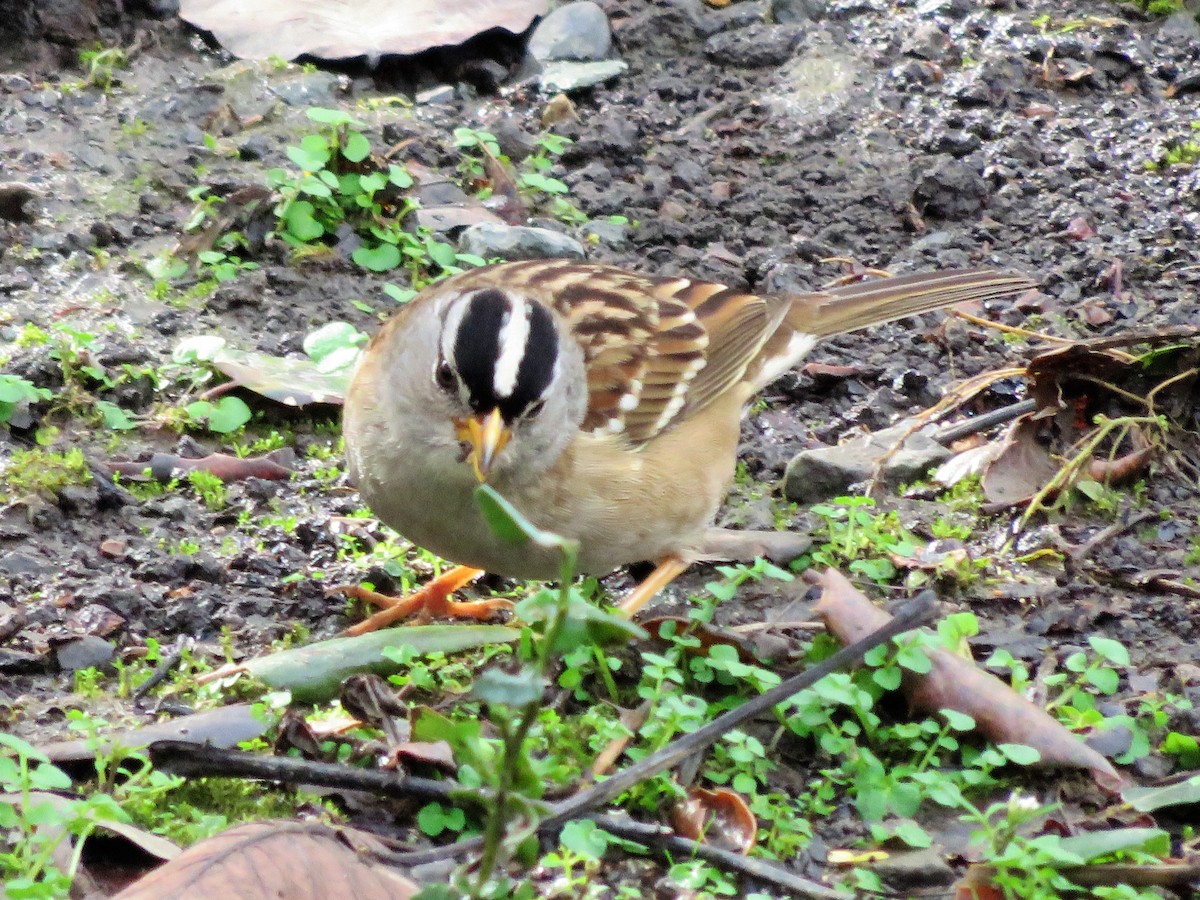 White-crowned Sparrow - ML46180431