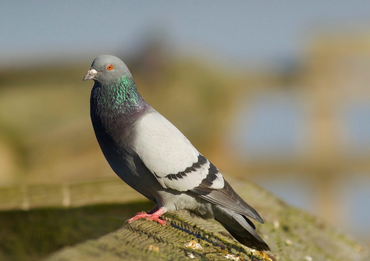 Rock Pigeon (Feral Pigeon) - ML46180441