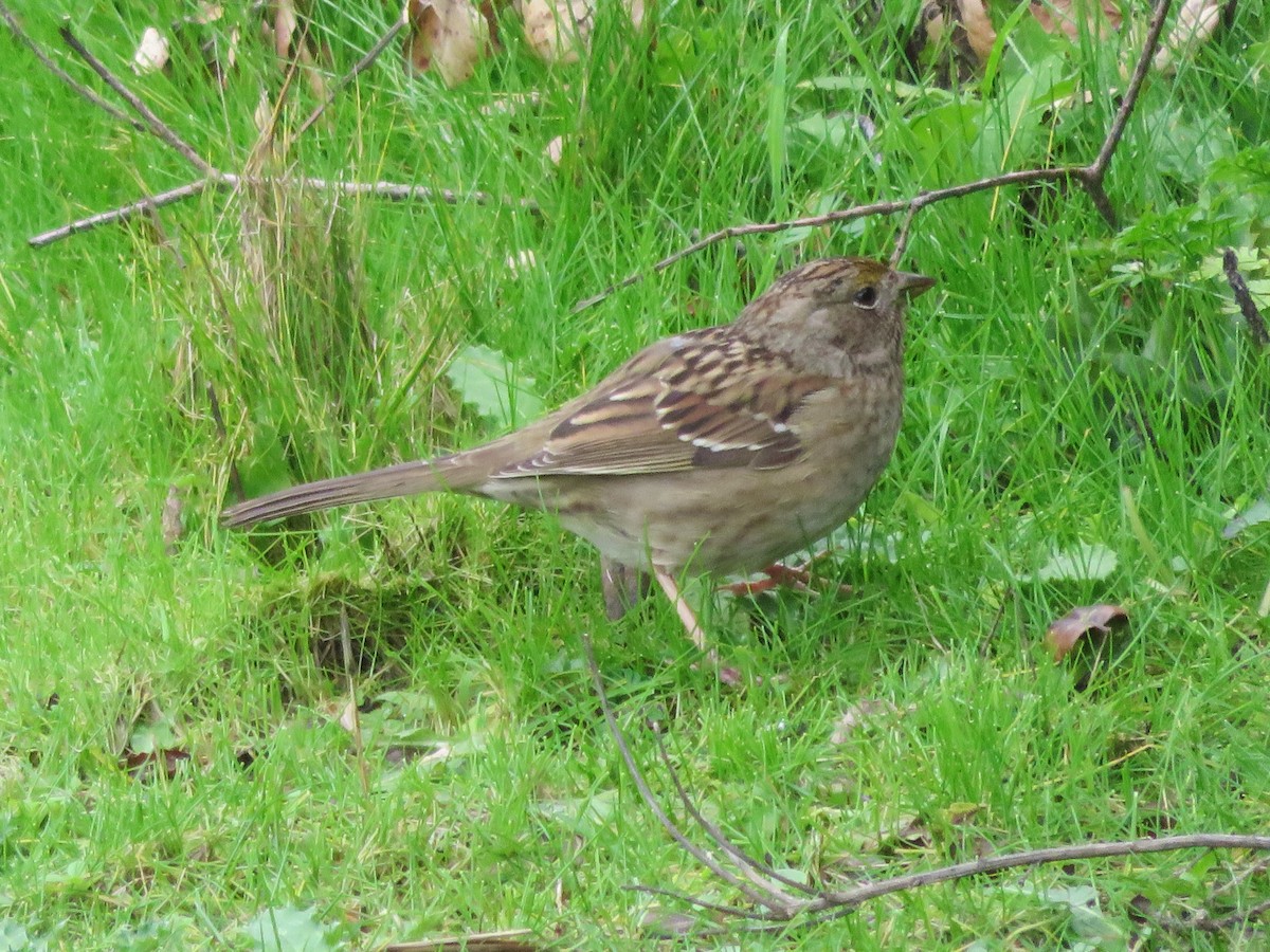Golden-crowned Sparrow - ML46180471