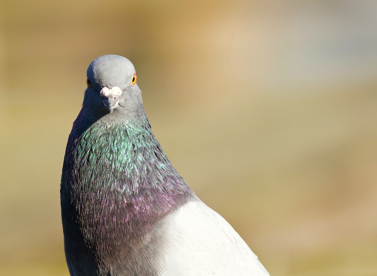 Pigeon biset (forme domestique) - ML46180481