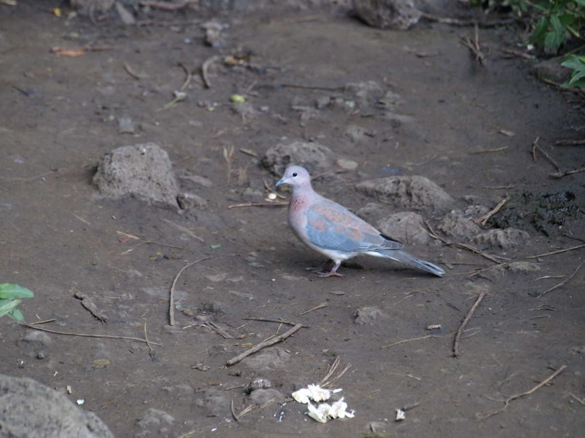 Laughing Dove - ML461804821