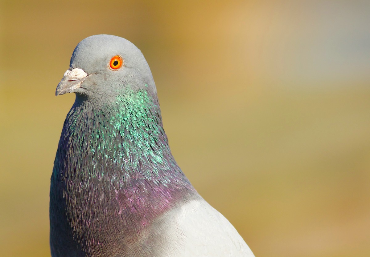 Rock Pigeon (Feral Pigeon) - ML46180491